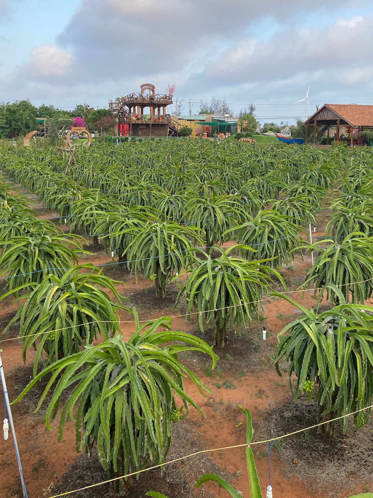 a Dragon Fruit farm in Vietnam